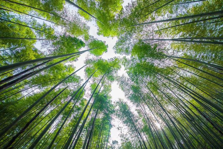 邵武 “竹”梦前行破重洋——竹制品出海的突围之路